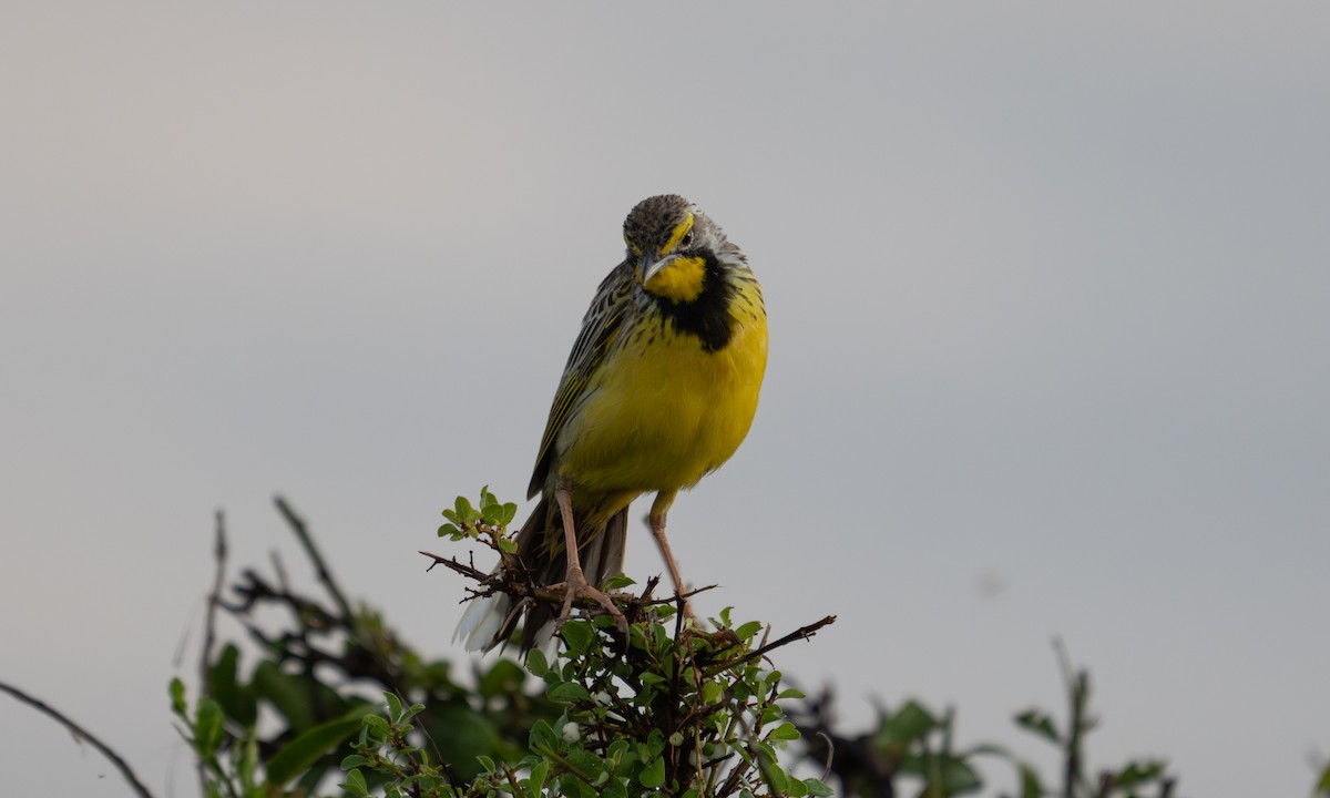 Yellow-throated Longclaw - ML646374485