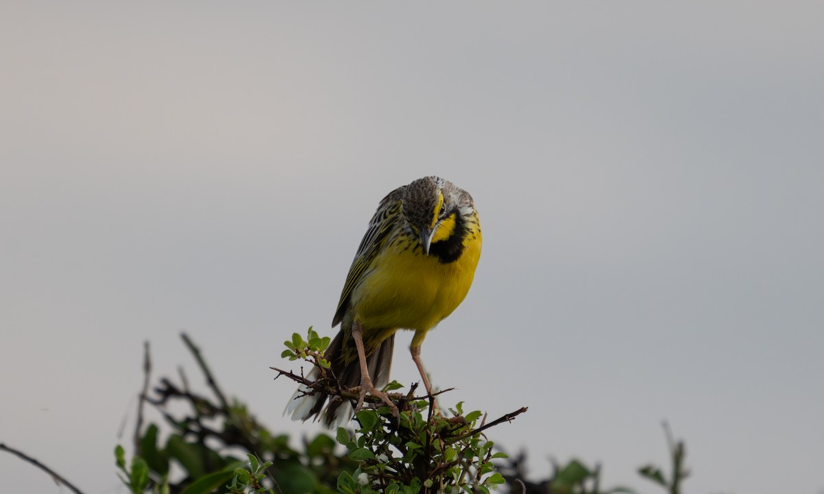 Yellow-throated Longclaw - ML646374486