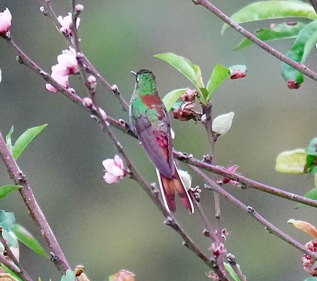 Red-tailed Comet - ML646374488