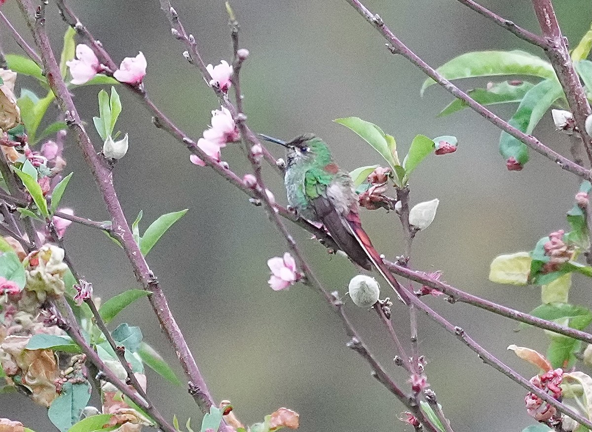 Red-tailed Comet - ML646374489
