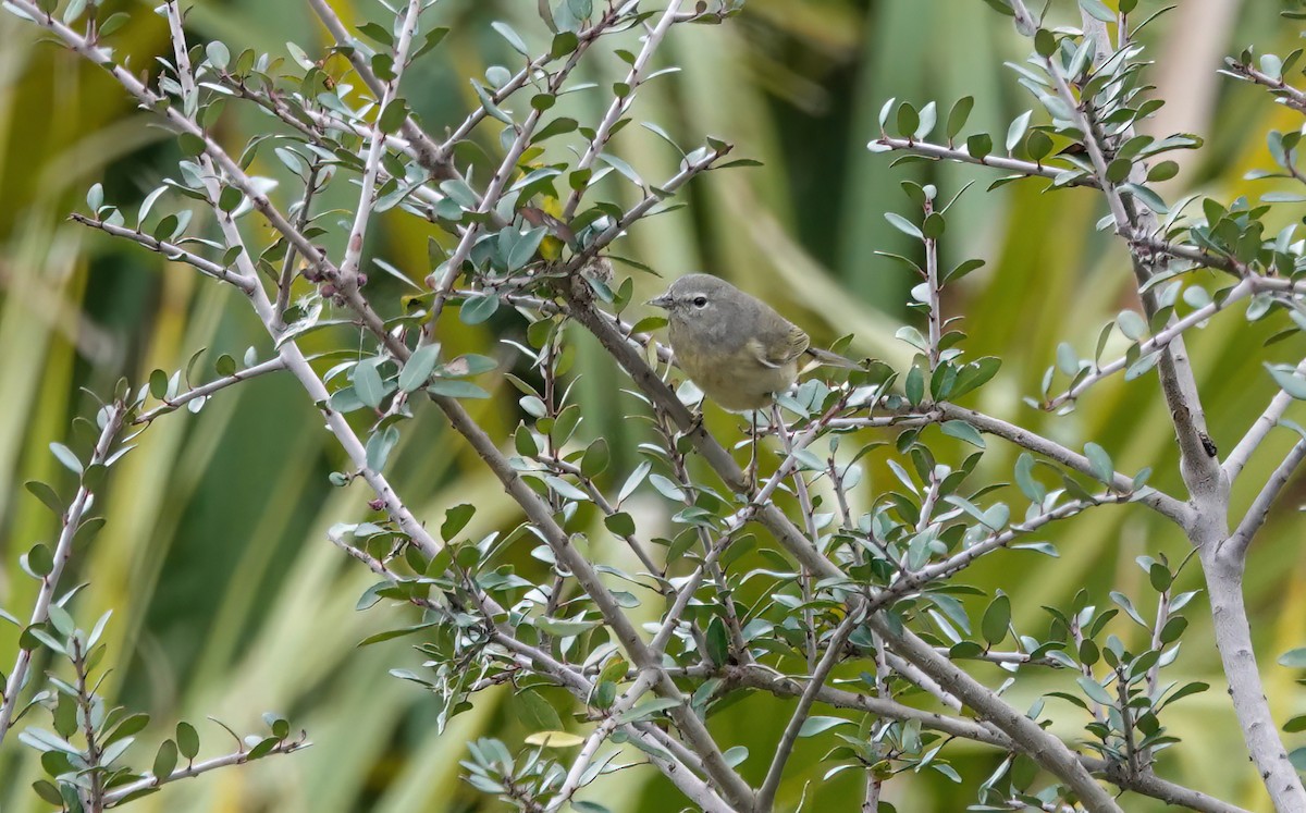 Orange-crowned Warbler - ML646374493