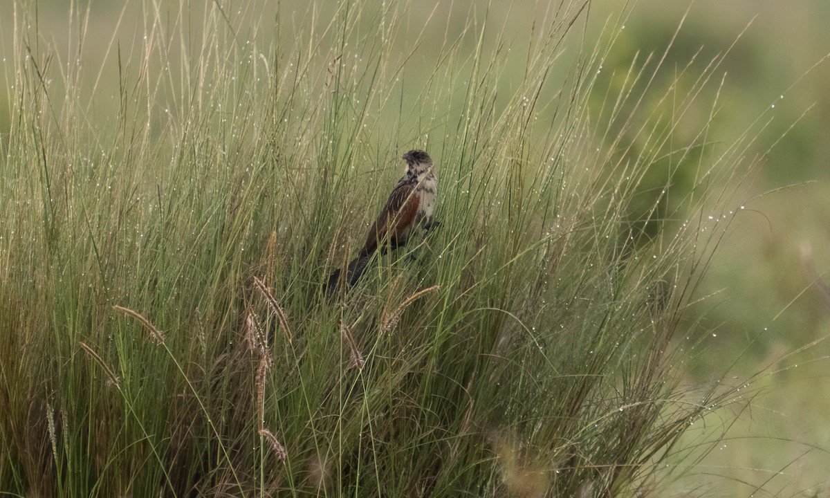 Black Coucal - ML646374495