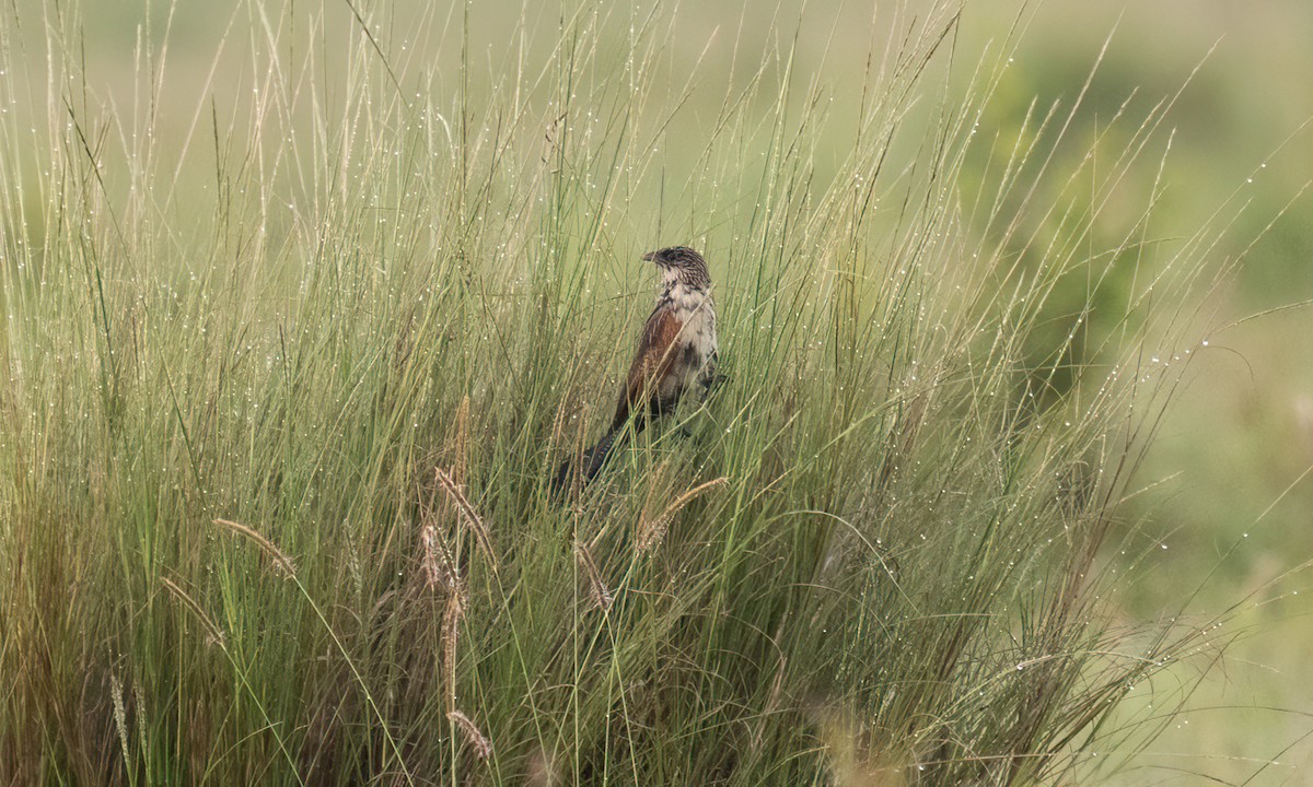 Black Coucal - ML646374496