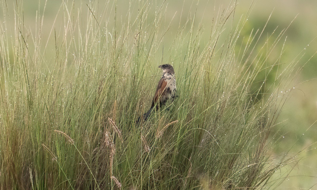 Black Coucal - ML646374497