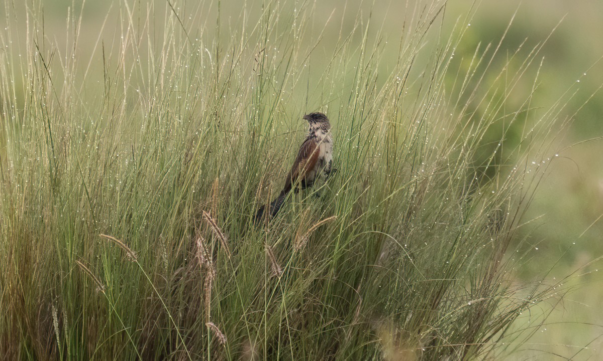 Black Coucal - ML646374498