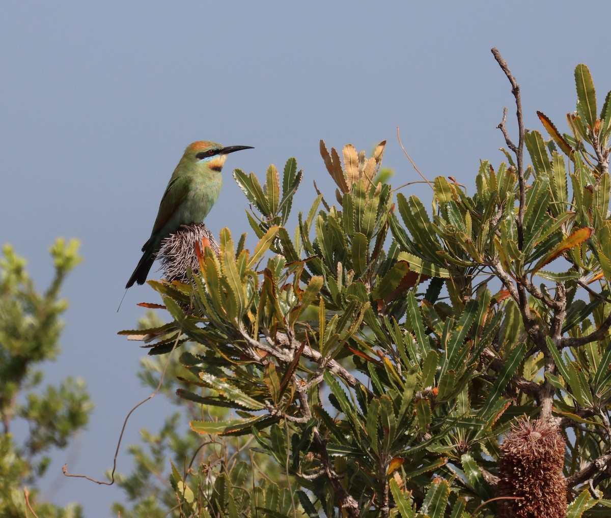 Rainbow Bee-eater - ML646374501