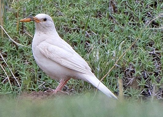 Scale-throated Earthcreeper - ML646374502