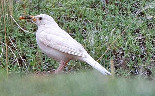 Scale-throated Earthcreeper - ML646374503