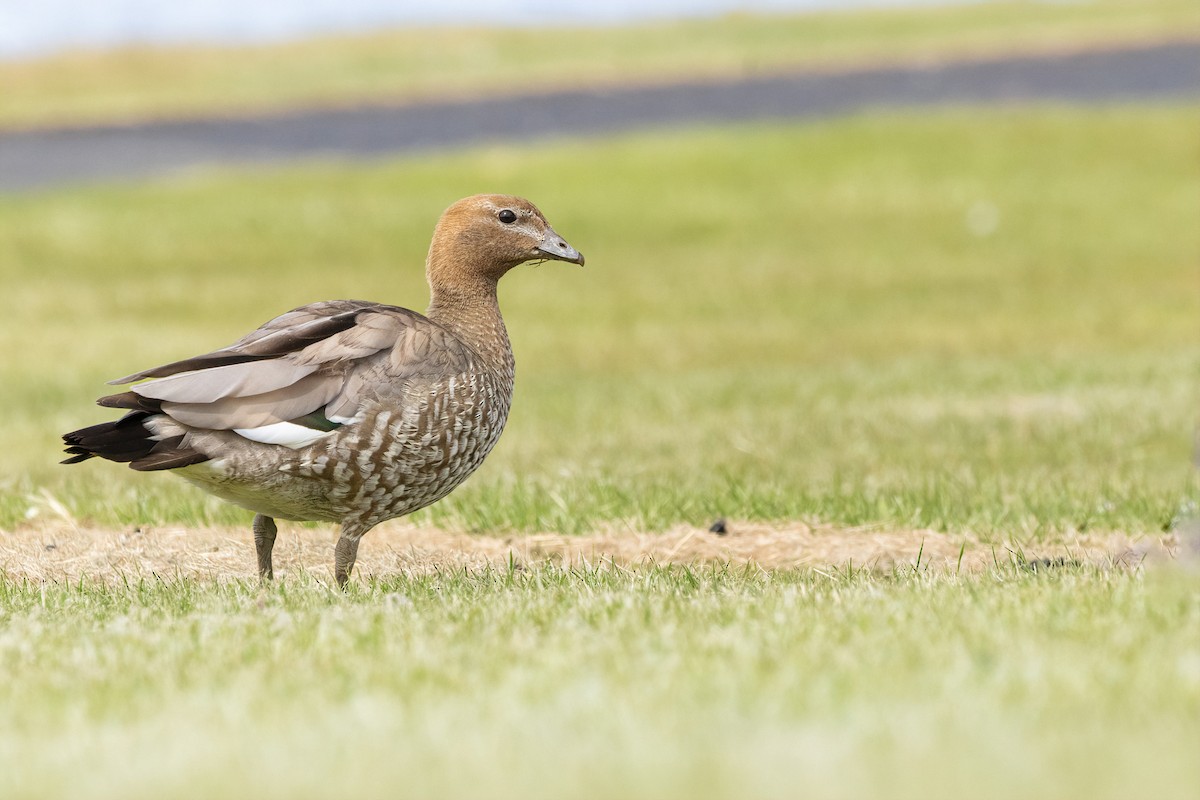 Maned Duck - ML646374507