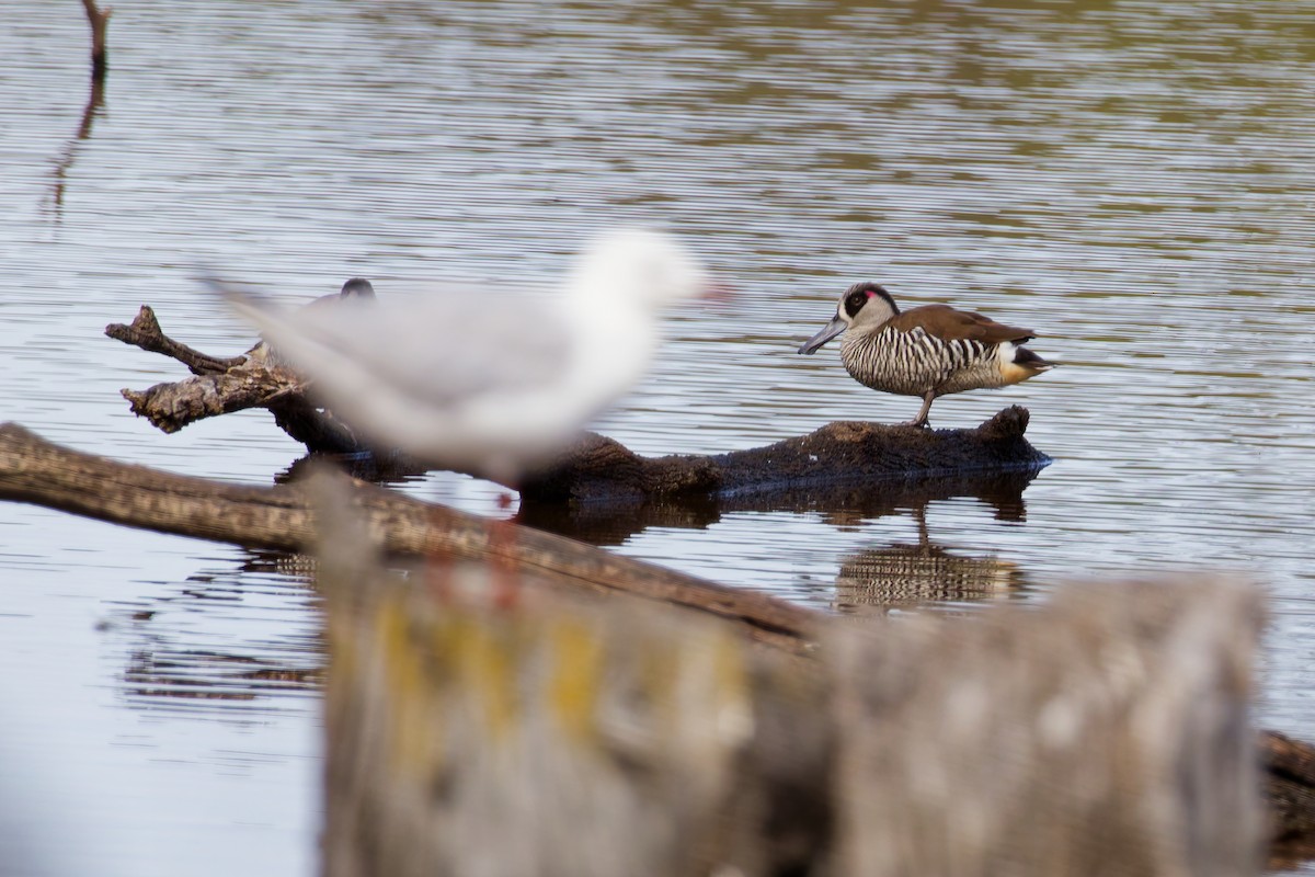 Pink-eared Duck - ML646374511