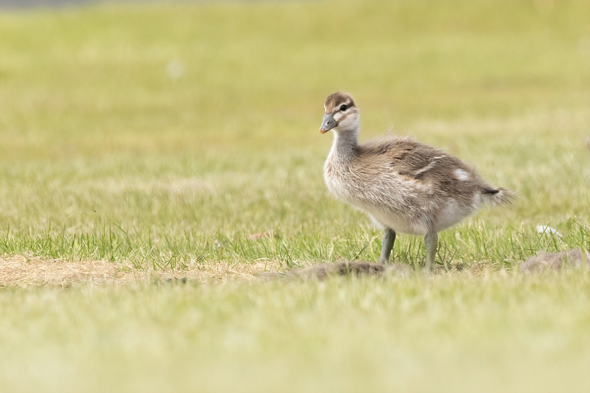 Maned Duck - ML646374512