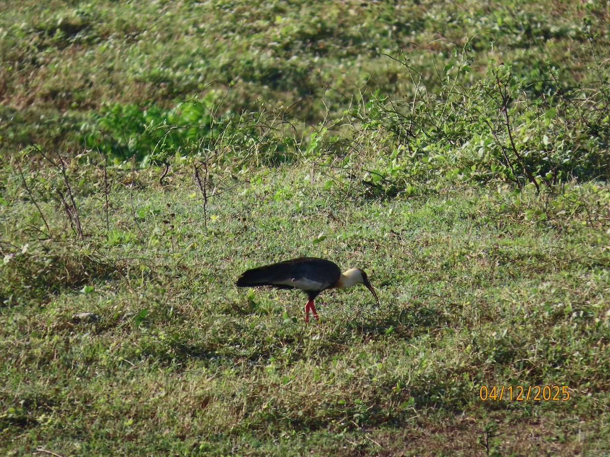 Buff-necked Ibis - ML646374514