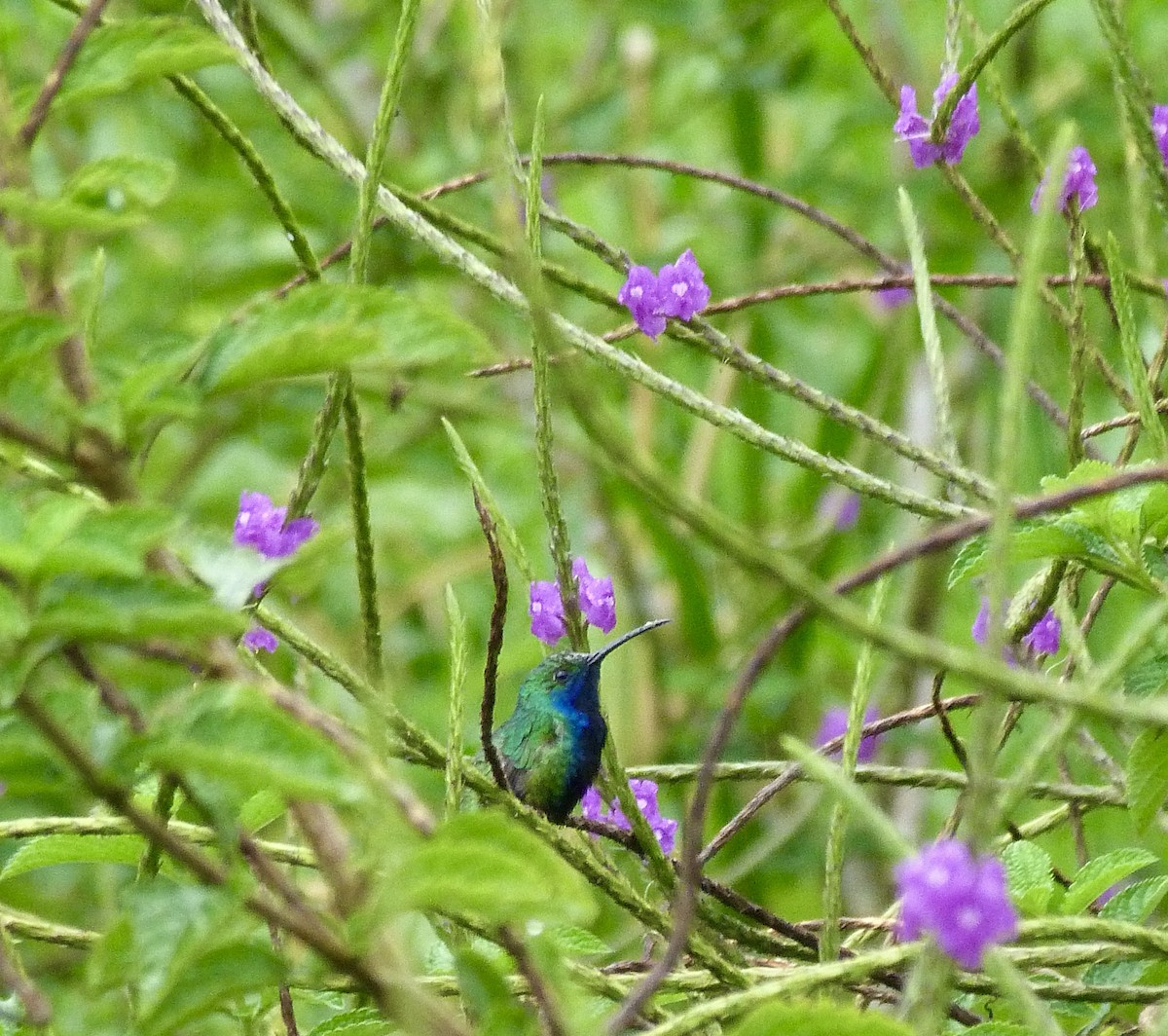 Kara Gerdanlı Mango - ML646374517