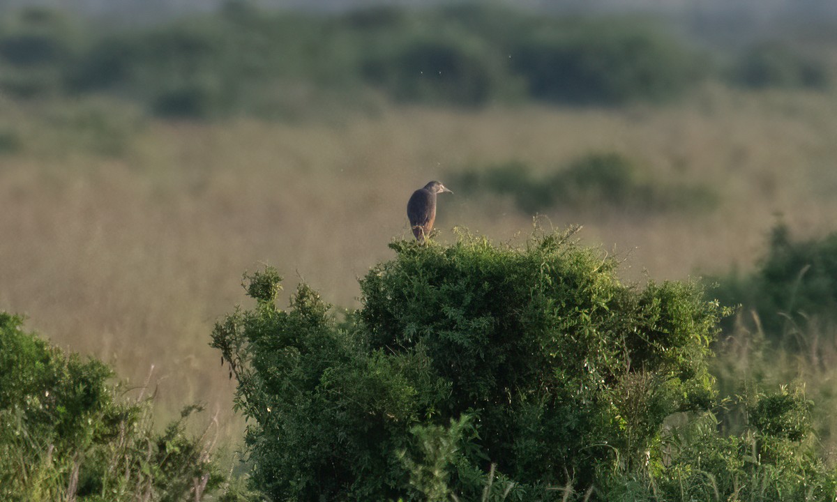 Rufous-bellied Heron - ML646374518
