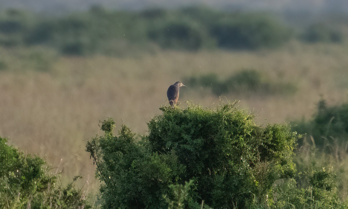 Rufous-bellied Heron - ML646374519