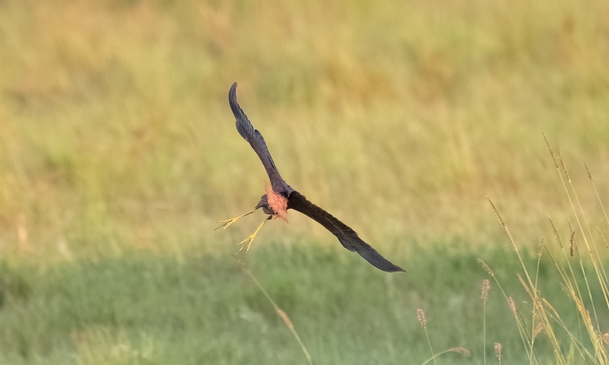 Рыжебрюхая цапля - ML646374520