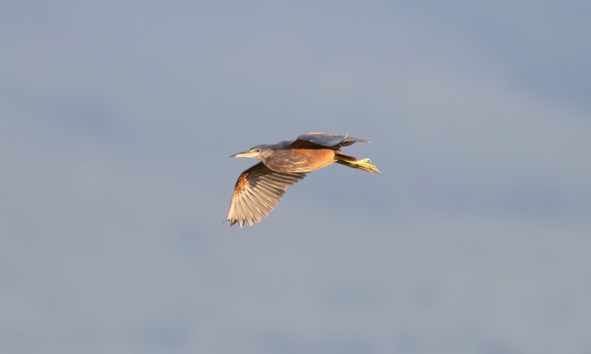 Рыжебрюхая цапля - ML646374521