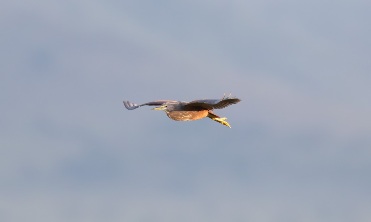 Рыжебрюхая цапля - ML646374522