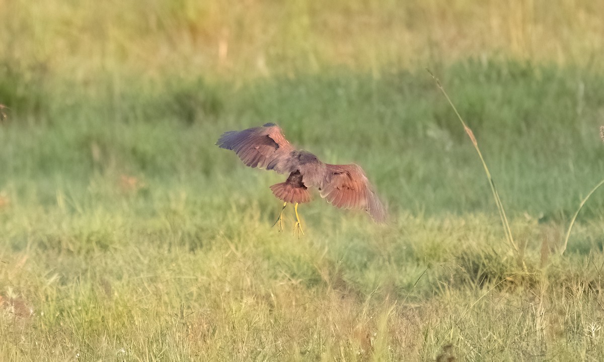 Рыжебрюхая цапля - ML646374524