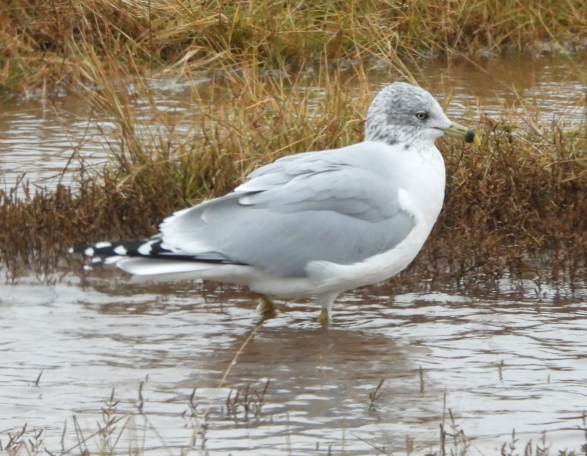 Ring-billed Gull - ML646374526