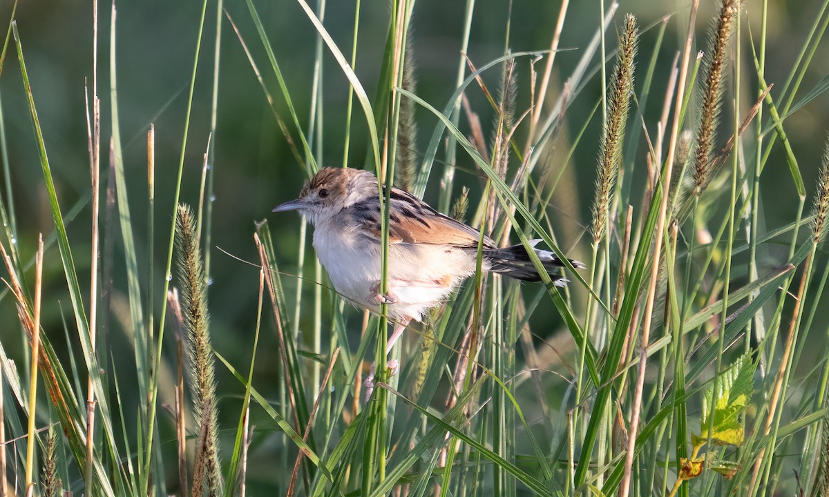 Экваториальная цистикола - ML646374529