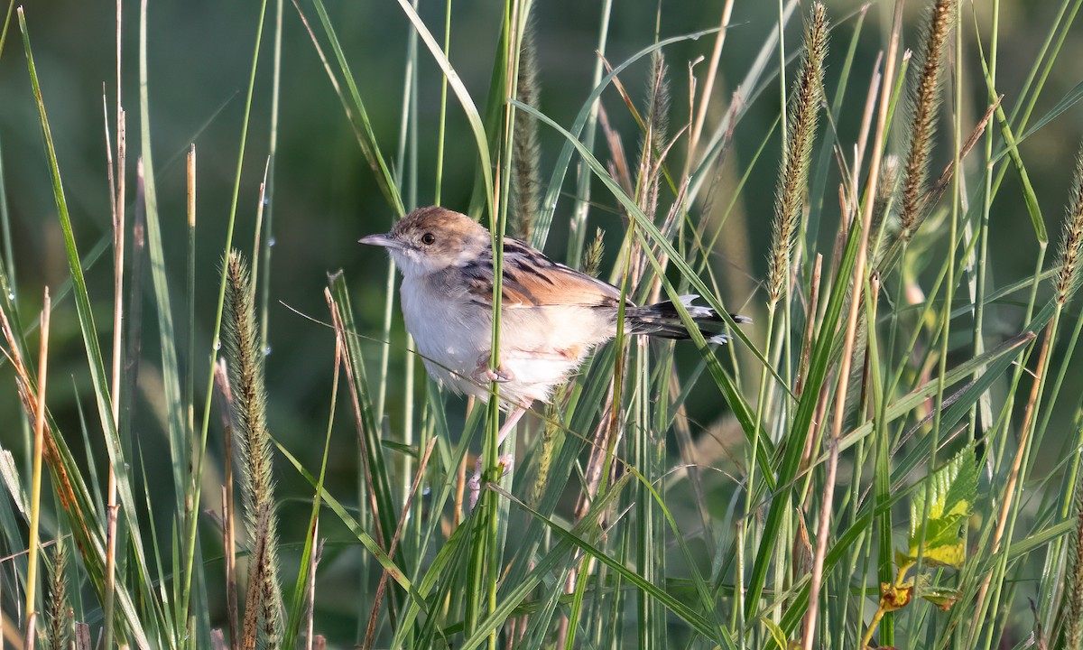 Экваториальная цистикола - ML646374531