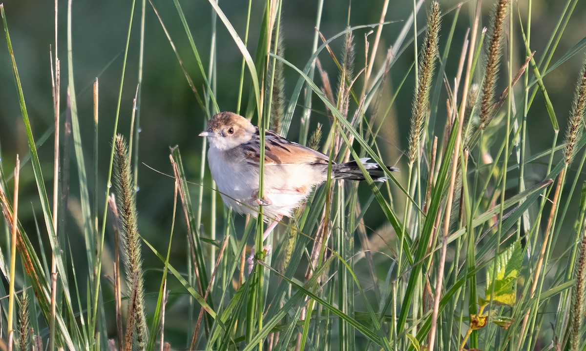 Экваториальная цистикола - ML646374532