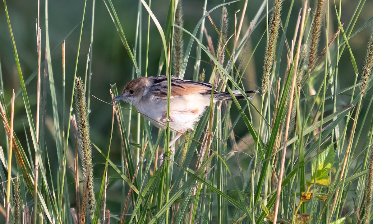 Экваториальная цистикола - ML646374533