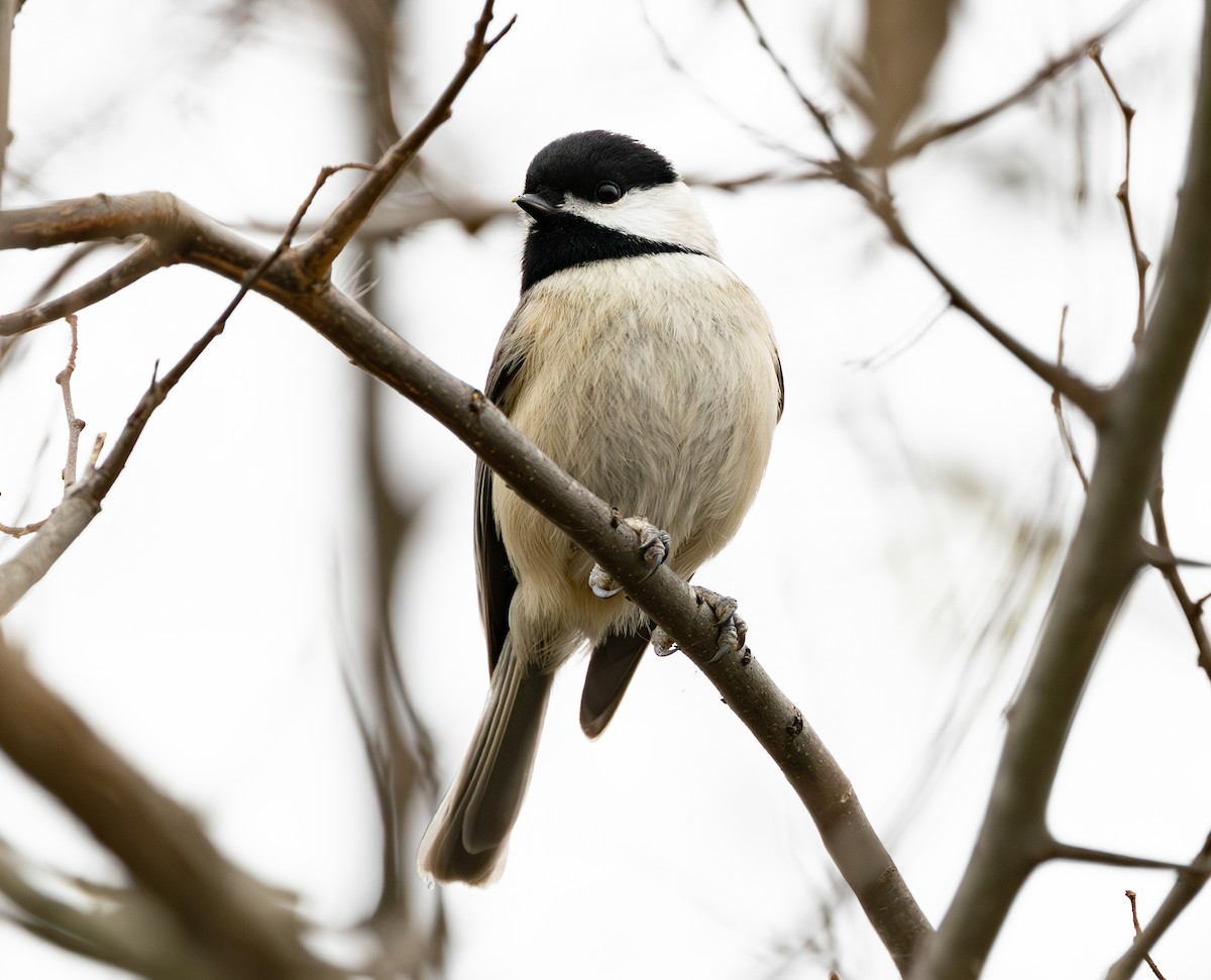 Каролинская гаичка - ML646374534