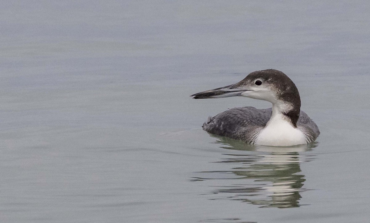 Черноклювая гагара - ML646374535