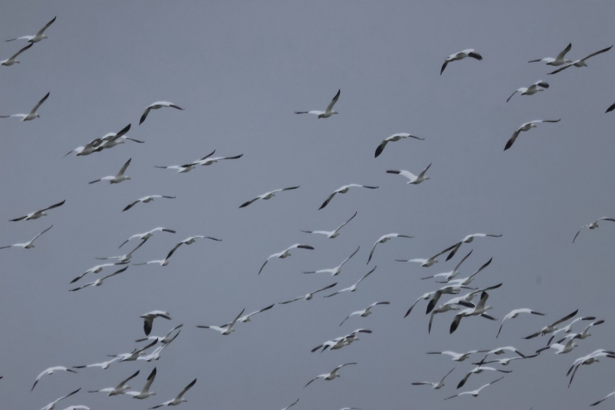 Белый гусь - ML646374536