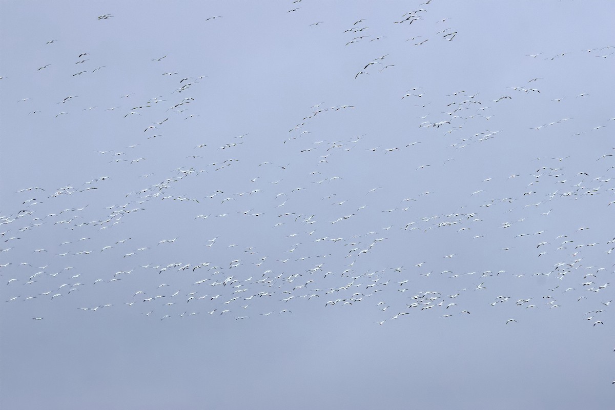 Белый гусь - ML646374537