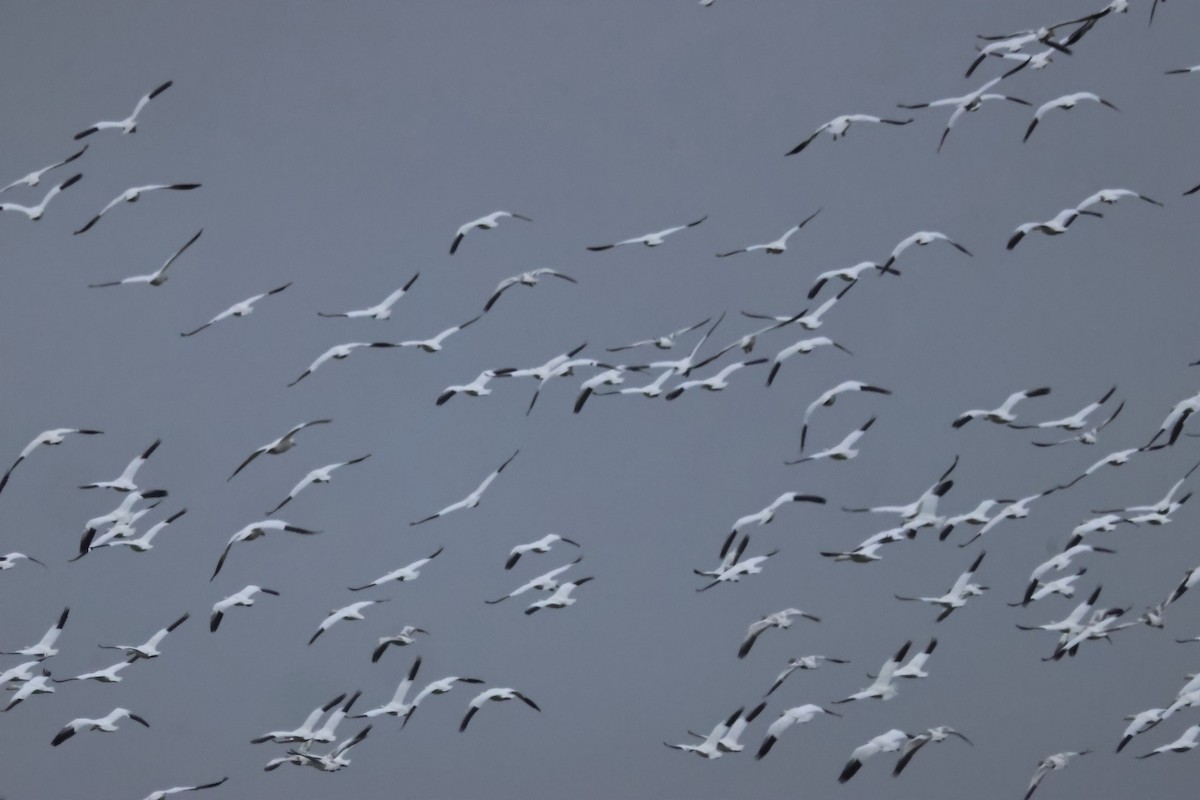 Белый гусь - ML646374538