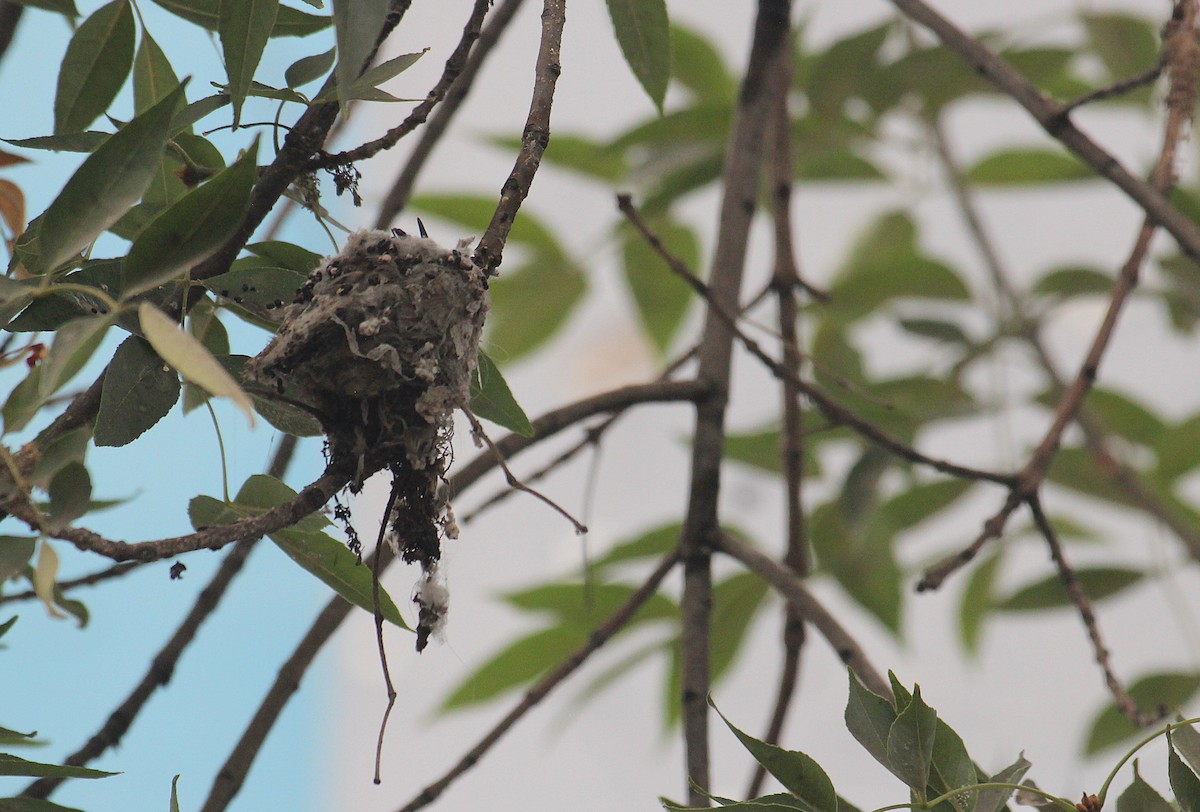 Оазисный колибри - ML646374539