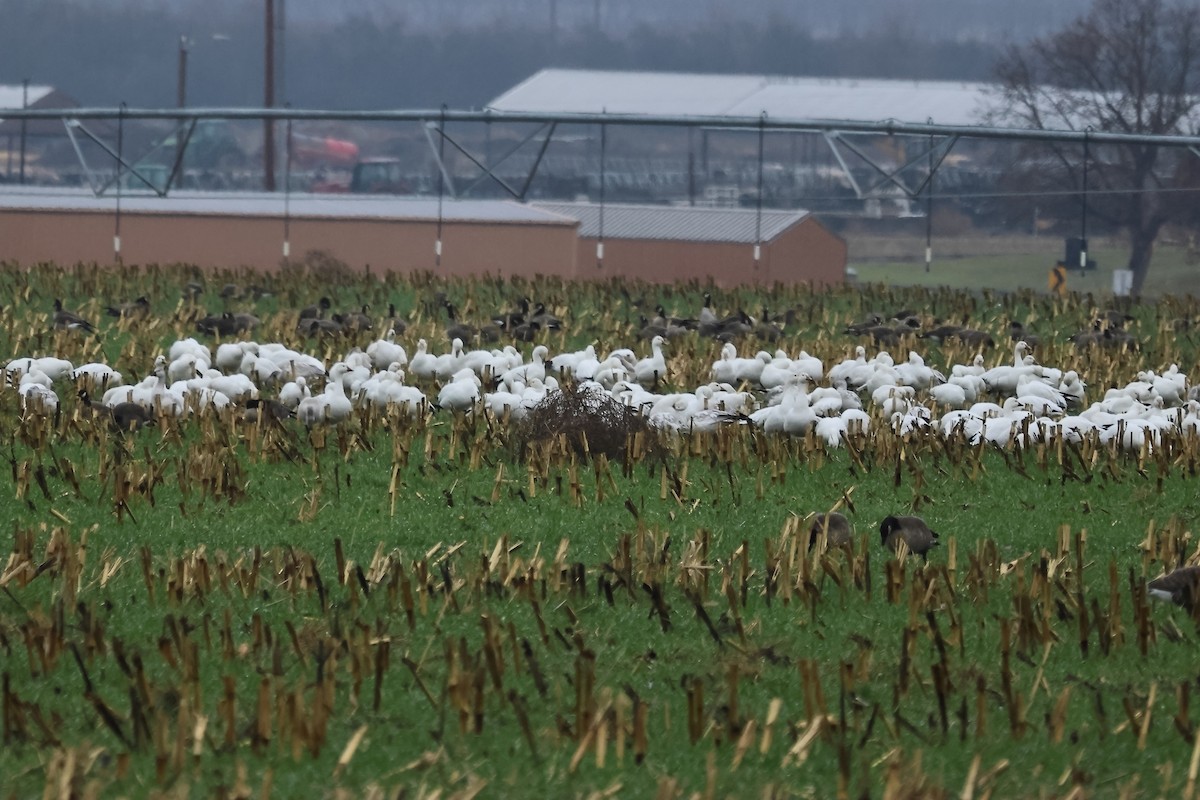 Белый гусь - ML646374540