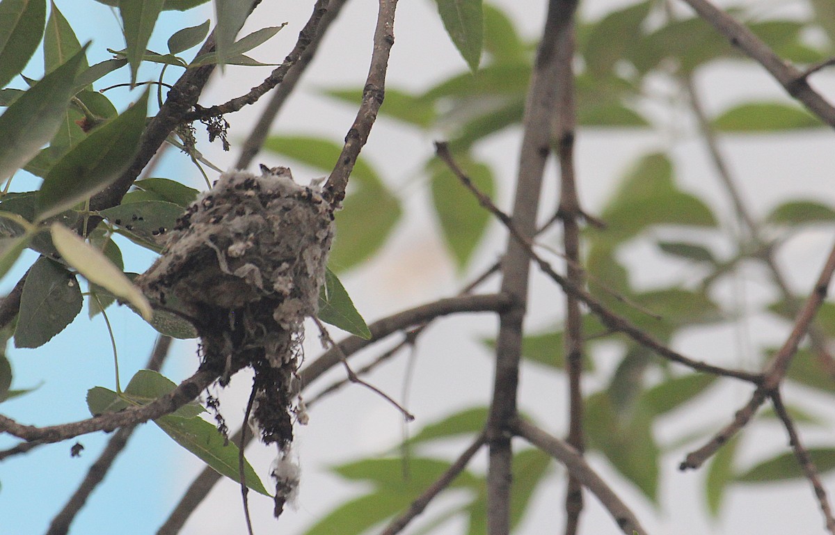 Оазисный колибри - ML646374541