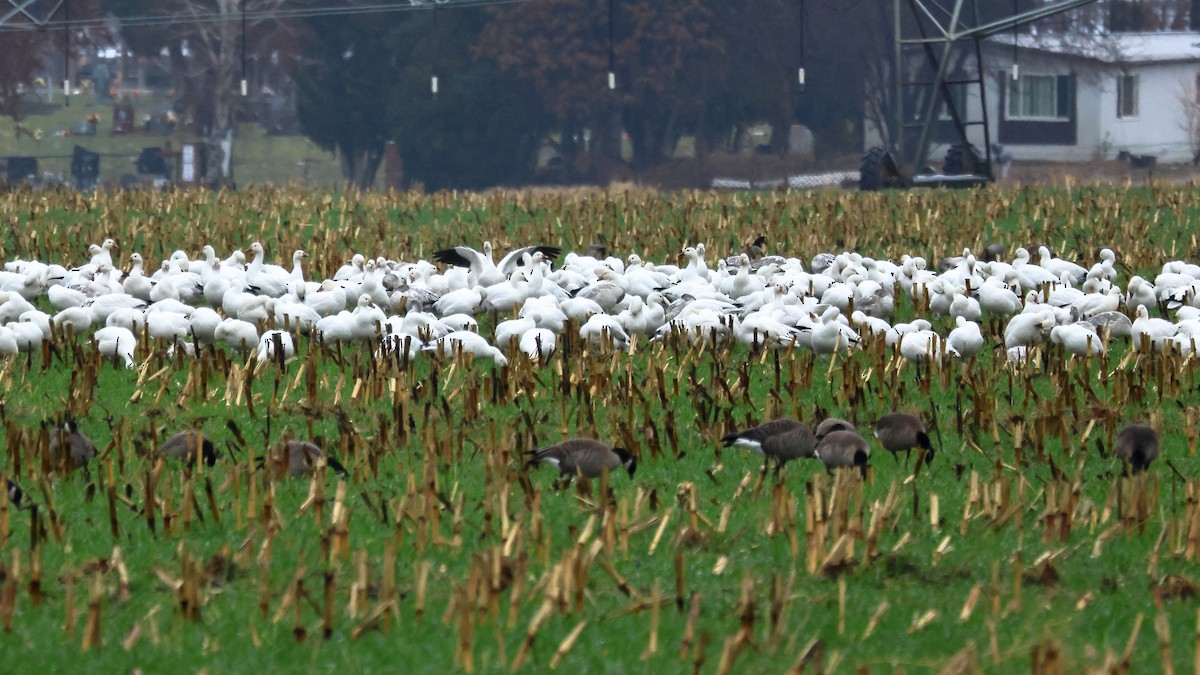 Белый гусь - ML646374542