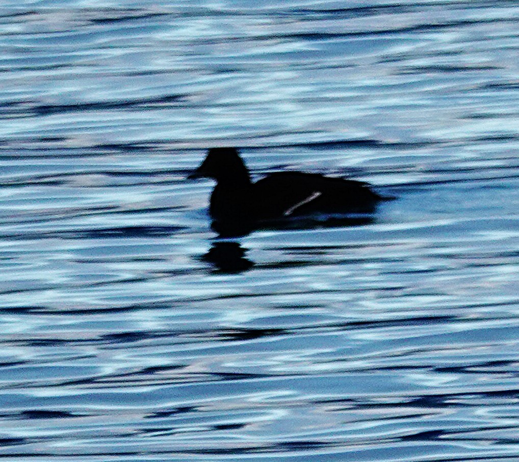 Белокрылый турпан - ML646374544