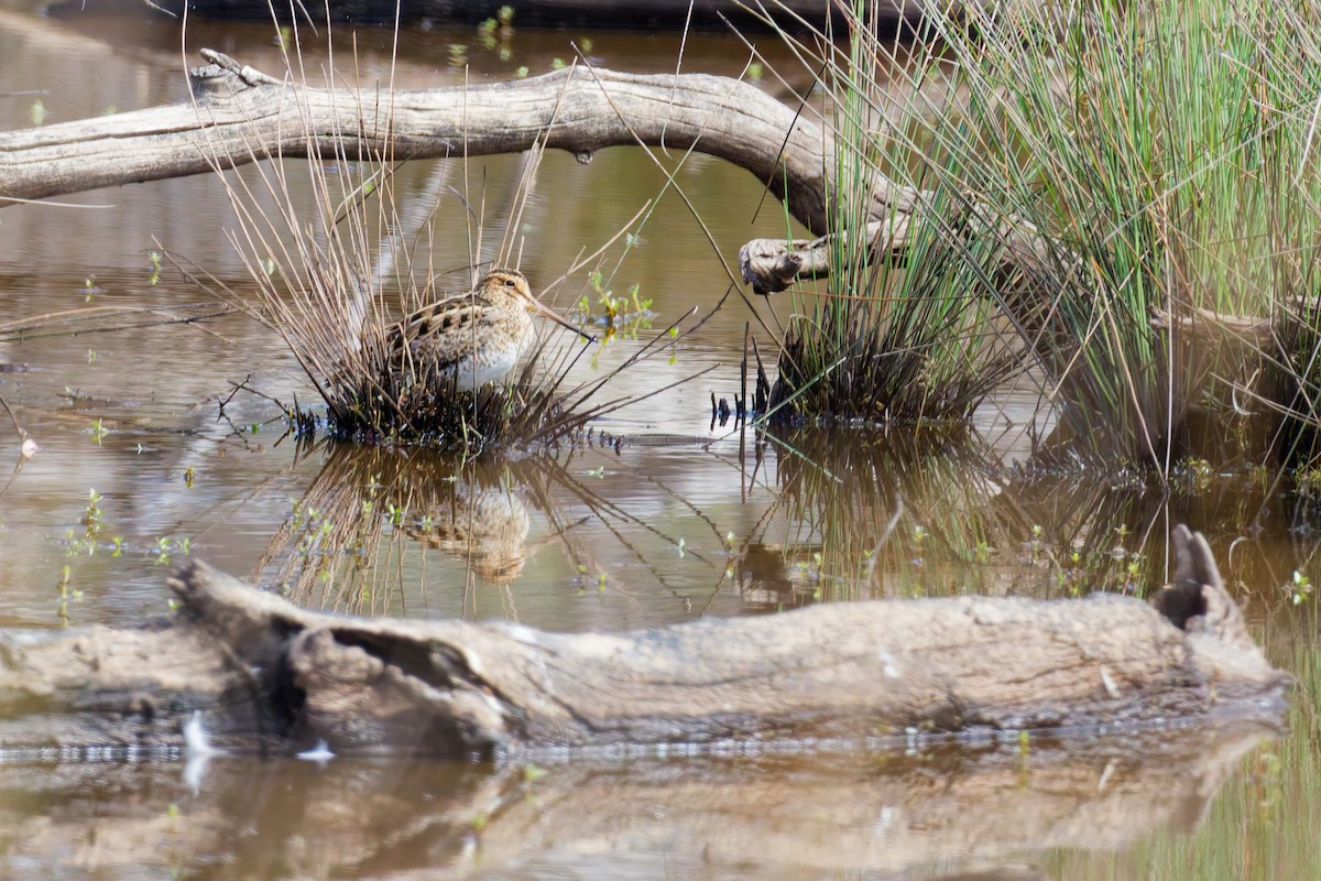 Latham's Snipe - ML646374546
