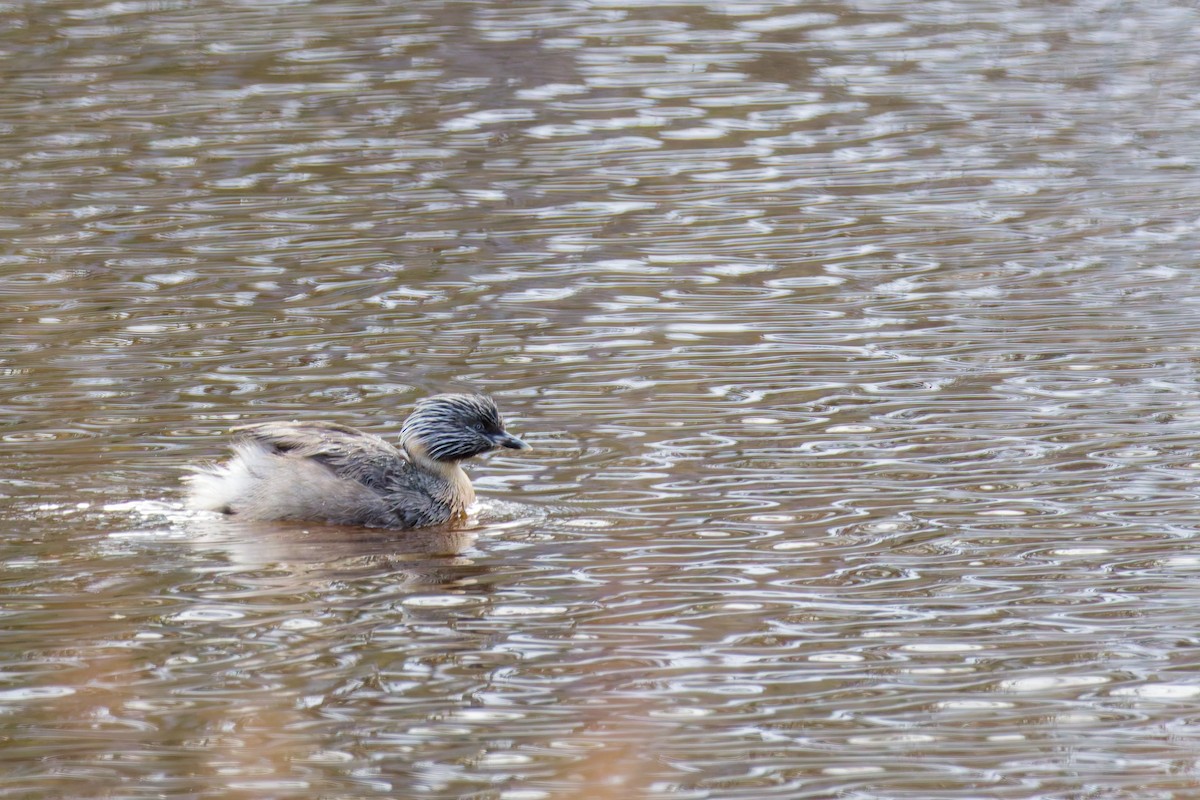 Hoary-headed Grebe - ML646374548