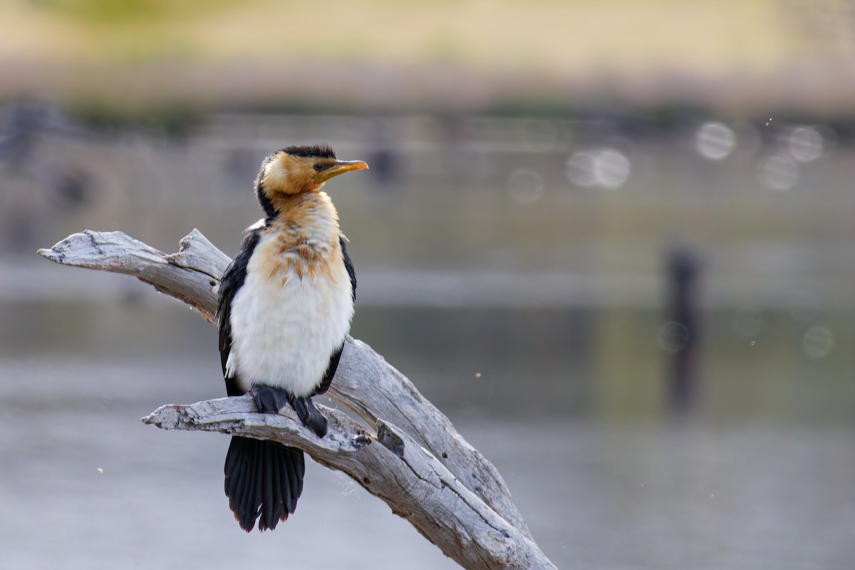 Little Pied Cormorant - ML646374549