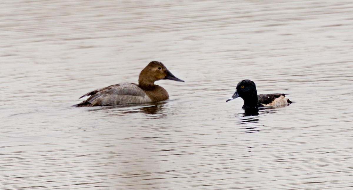 Парусиновый нырок - ML646374550