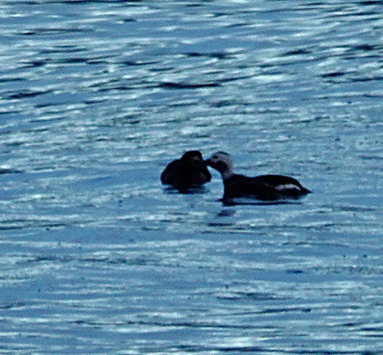 Морянка - ML646374551