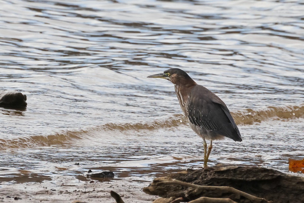 Green Heron - ML646374553