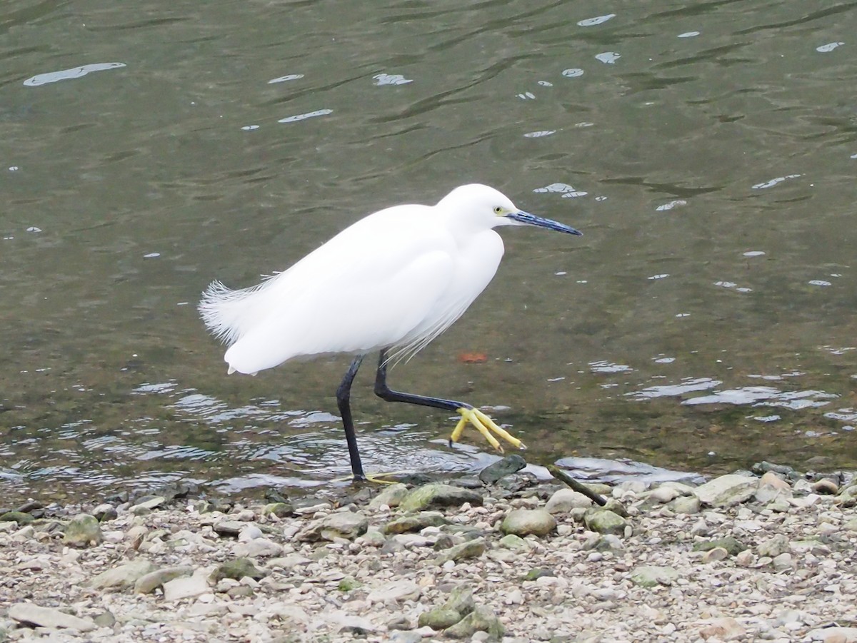 Little Egret - ML646374554