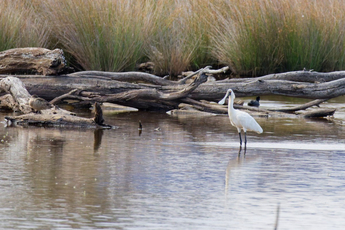 Royal Spoonbill - ML646374555