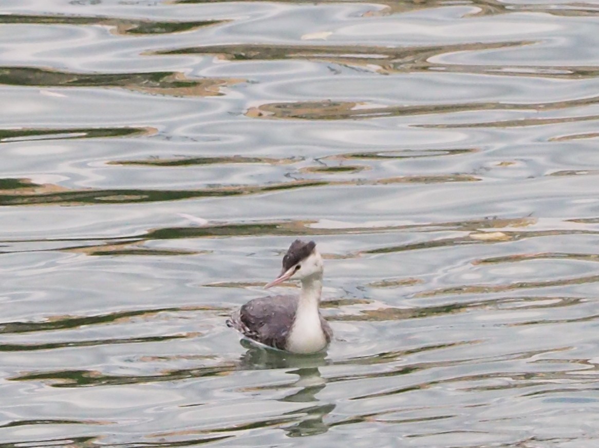 Great Crested Grebe - ML646374557