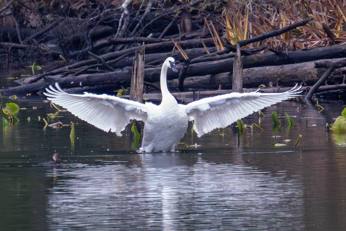 Trumpeter Swan - ML646374558