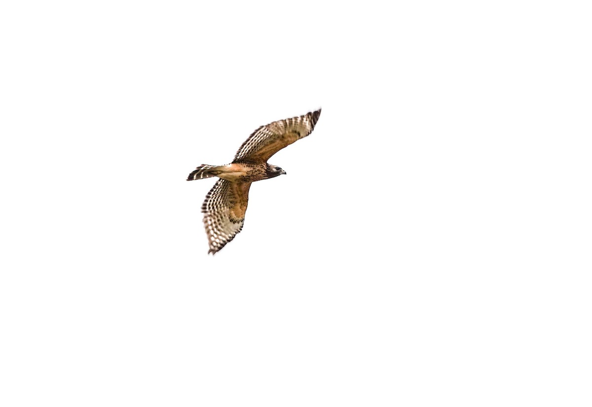 Red-shouldered Hawk - ML646374559