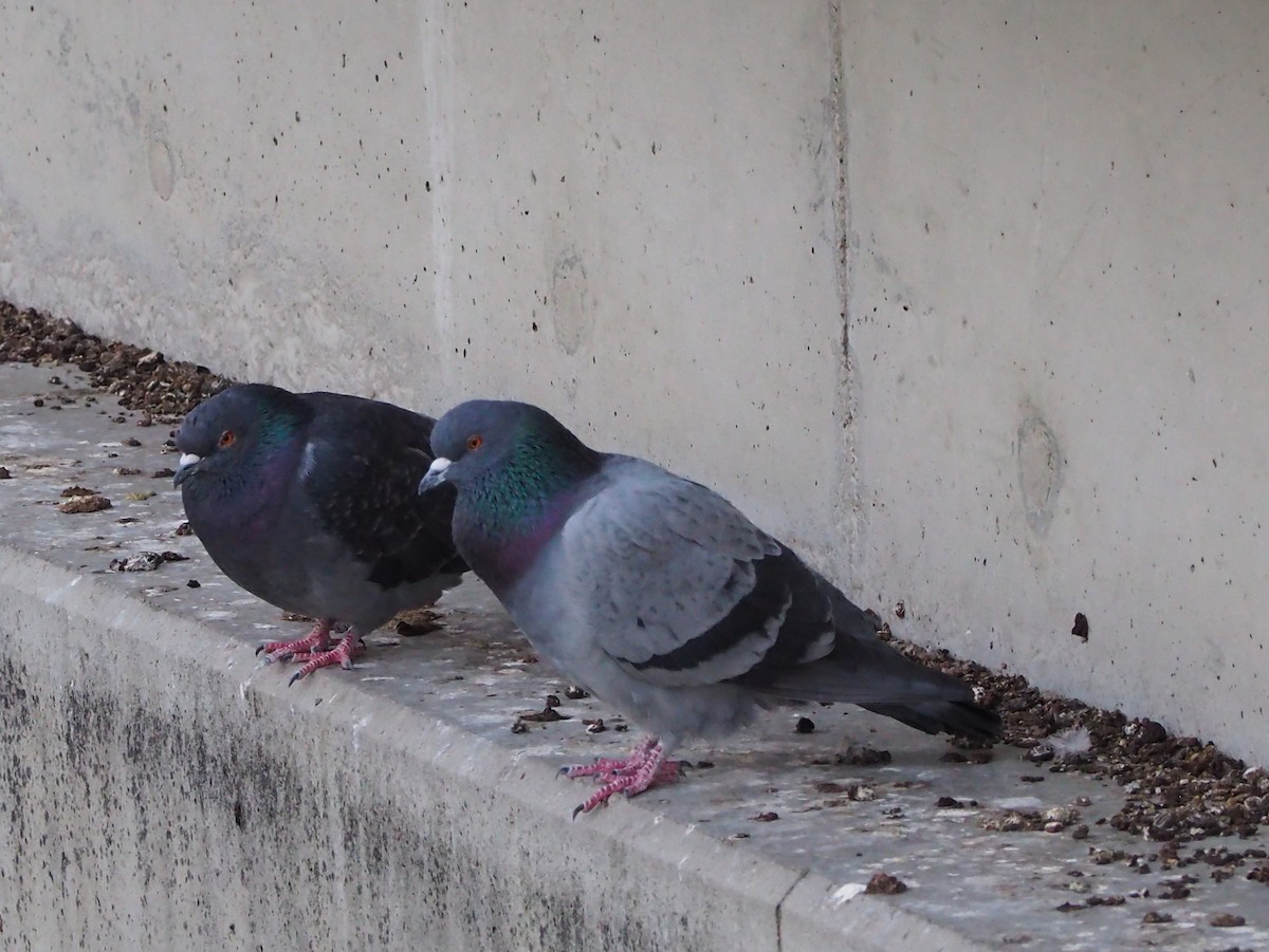 יונת בית - ML646374560